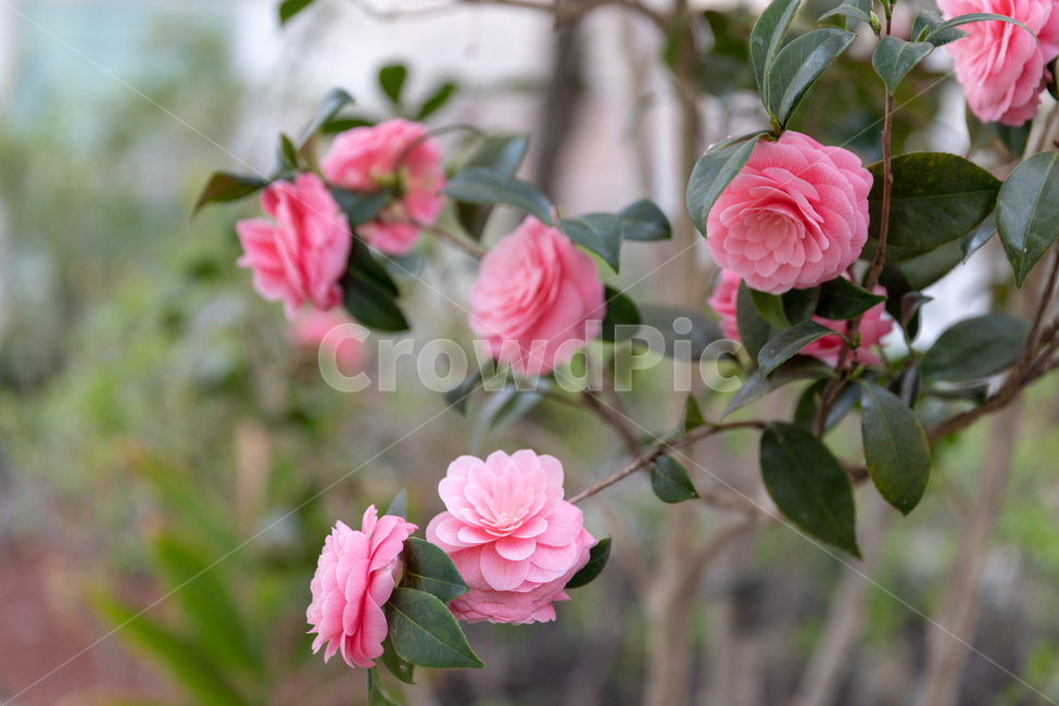 꽃,봄꽃,나무,가시,꽃잎,식물,자연,plants,nature,꽃,flower