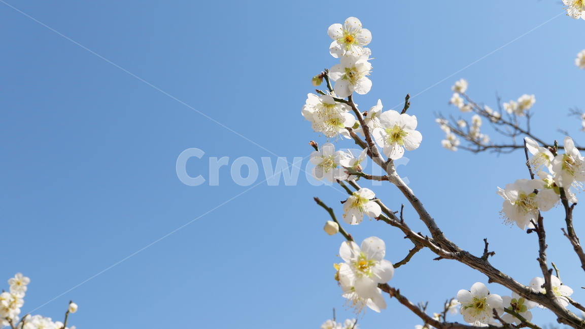 cherryblossom,봄,spring,벚꽃,매화