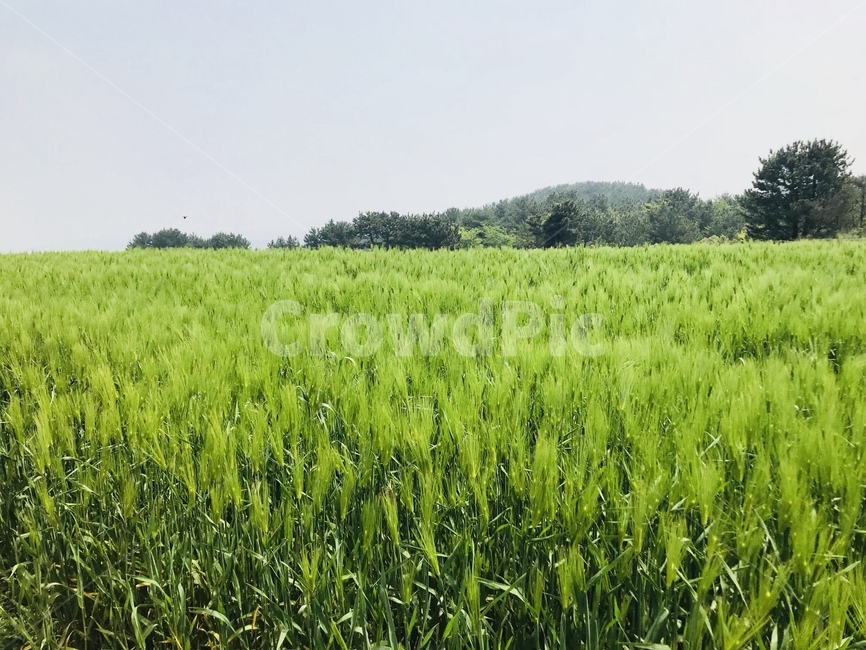청보리,풍경,초록,여름,논,평야,청보리밭,작물,농업,농사,agriculture,farming,farming industry