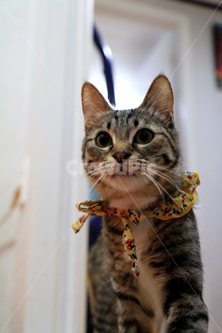 귀여움,야옹,반려동물,cats,mammals,animals,cute,meow,pets,mammal,포유류,cat,고양이,pet,abyssinian,동물,animal,아비시니안,manx,맨섬사람,동물,animal,포유류,mammal,고양이,cat,kitten,kitty