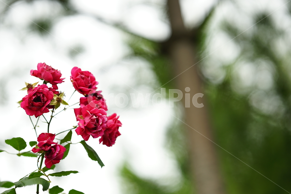 장미,로즈,꽃,레드,빨강,색감,rose,flower,자연,감성,감성사진,접사,미,아름다움,식물,플라워,꽃사진,식물,자연,plants,nature,꽃,flower