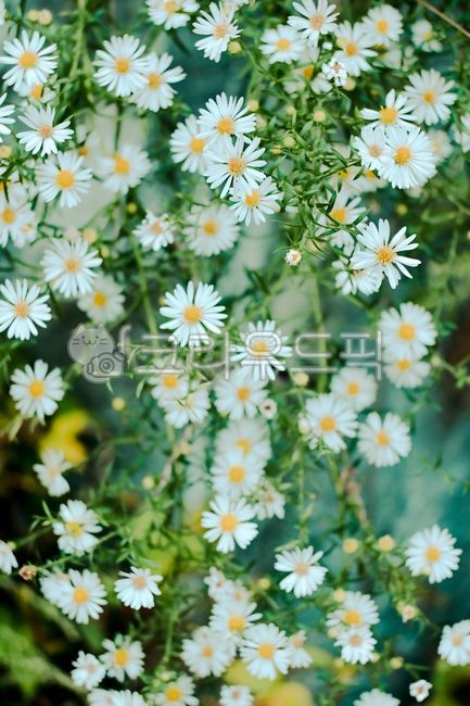 꽃,데이지,망초대,망초꽃,망초잎,망초,개망초,감성,국화,식물