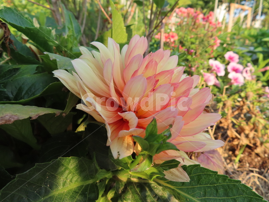 쌍떡잎,식물,꽃,아름다움,주황색,화려한,flowers,beauty,orange,sunny