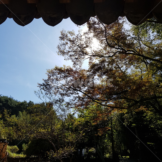 하늘,나무,자연,배경,처마,지붕,풍경,식물,자연,plants,nature,나무,trees,wood