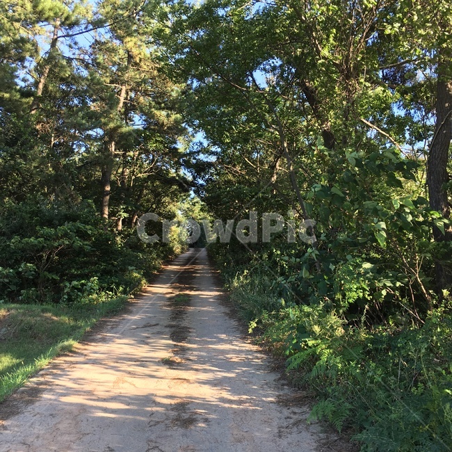 식물,나무,통로,tree,plant