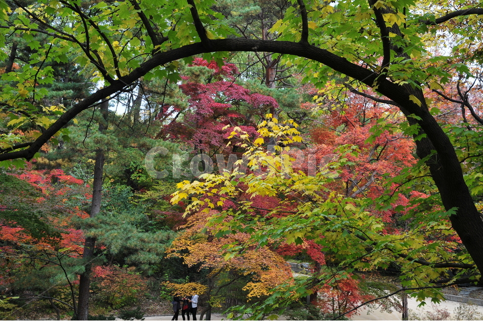창덕궁,후원,관람지,단풍,가을,가을,계절,fall,autumn,season,자연,풍경,nature,landscape,식물,plants,나무,trees,wood,plant,tree,maple