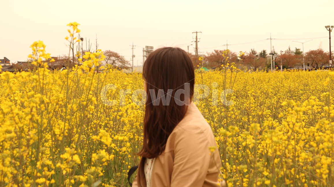 flower,유채꽃,봄날,감성사진,꽃밭,노란색,spring,사람,인물,인간,human,person,여성,여자,woman,female,lady,여행,휴가,traveling,vacation,trip