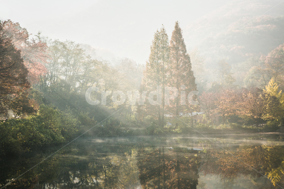 빛내림,가을,단풍,낙엽,일출,햇살,가을,계절,fall,autumn,season,자연,풍경,nature,landscape,한국자연풍경,한국자연경관,korea nature landscape,weather,날씨,outdoors,옥외,fog,안개,mist