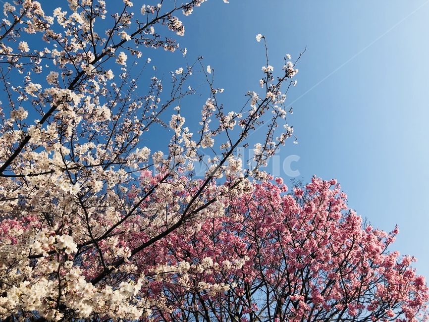 벚꽃,봄,꽃구경,사쿠라,cherryblossom