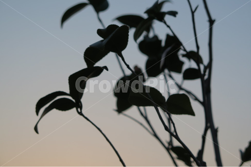 역광,노을,그림자,나뭇잎,실루엣,식물,자연,plants,nature,실루엣,그림자,silhouette,shadow