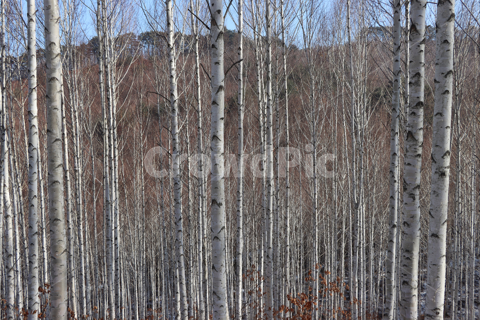 자작나무,흰나무,식물,tree,나무,birch,plant