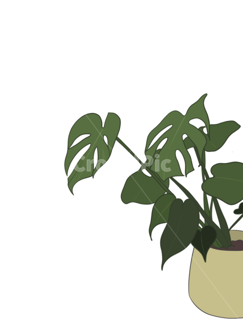 몬스테라,배경,background,png,vector,벡터,벡터이미지,나무