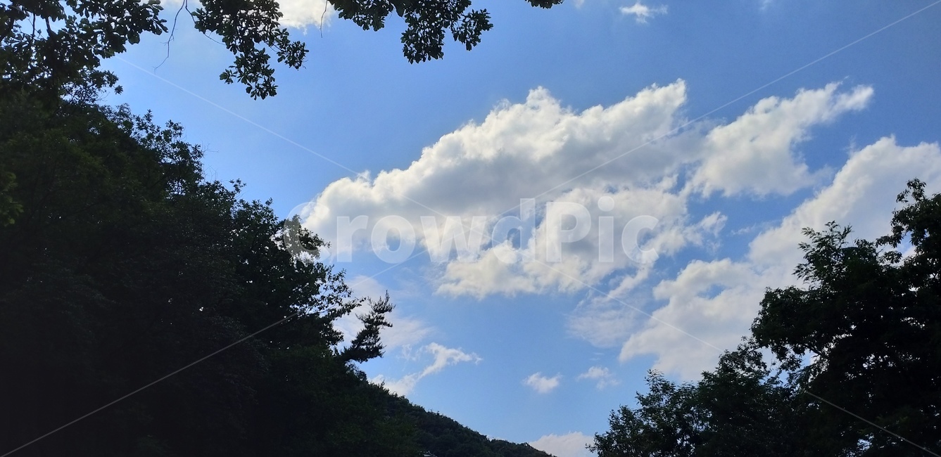 구름,하늘,나무,자연,파란색