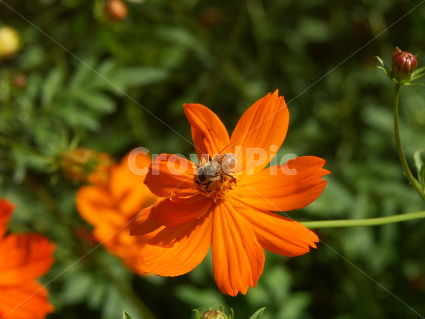 벌,꽃,자연,축제,꿀,식물,자연,plants,nature,꽃,flower