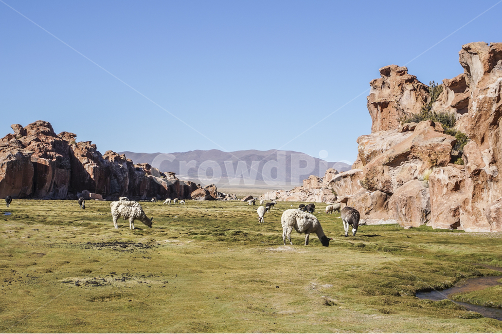 남미,볼리비아,호수,풍경,라마,자연,풍경,nature,landscape,해외,외국,세계,foreign,oversea,world,세계자연풍경,해외자연풍경,외국자연풍경,world nature landscape,동물,animal,포유류,mammal,outdoors,옥외