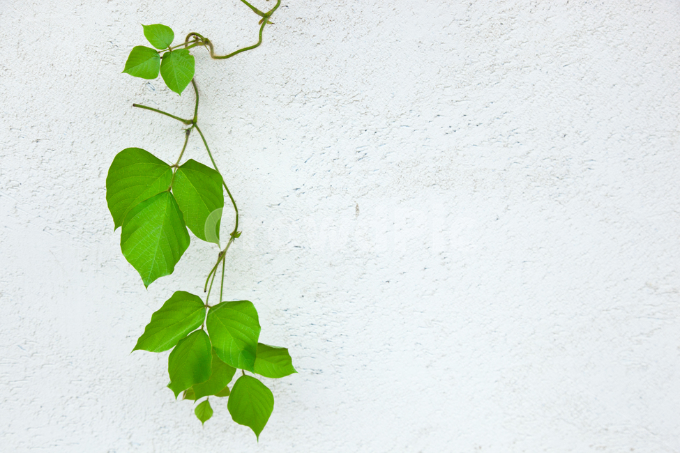 잎,잎사귀,나뭇잎,넝쿨,칡,칡덩굴,덩굴,식물,자연,녹색,배경,식물,자연,plants,nature
