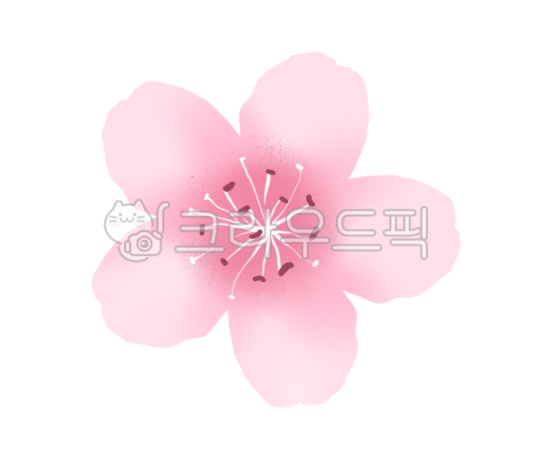 꽃, 벚꽃, 봄, 분홍색, 핑크, 사진,이미지,일러스트,캘리그라피 - 메워니작가