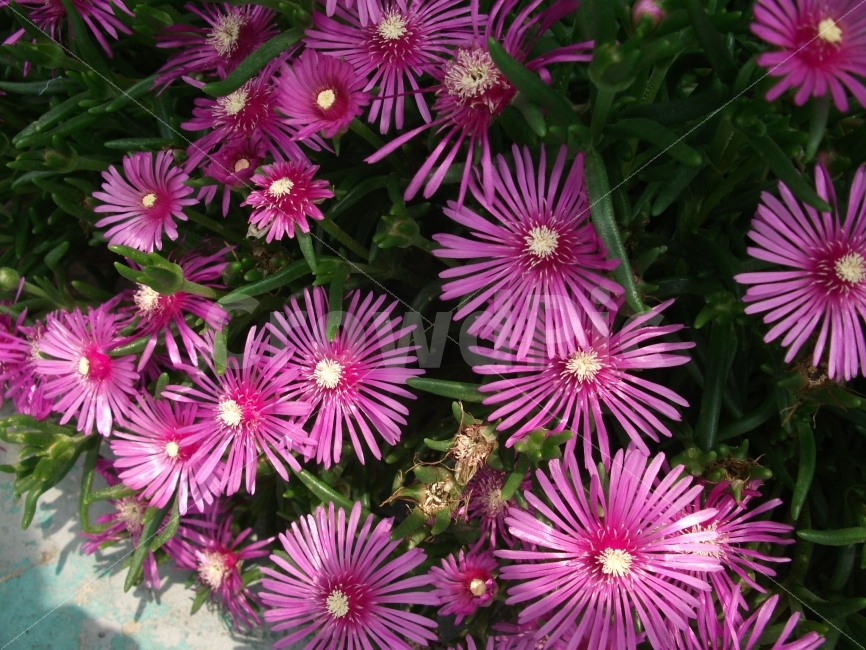 봄,야생화,분홍,봄꽃,여행,야생,식물,자연,plants,nature,꽃,flower