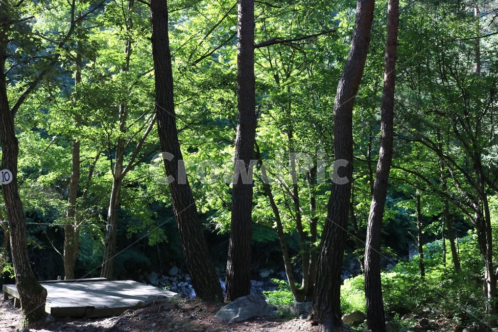 산,나무,초록,자연,하늘,구름,흰색,식물,해,햇빛,태양,여름,mountain,yama,tree,ki,green,midori,nature,sky,sora,cloud,kumo,white,shiro,plants,shokubutsu,sun,taiyou,sunlight,hizashi,summer,natsu,계곡,물,valley,keikoku,water,mizu,여름,계절,summer,season,자연,풍경,nature,landscape,식물,plants,나무,trees,wood,plant,tree trunk,나무 줄기,vegetation,초목,forest,숲,land,땅,outdoors,옥외,woodland,삼림지