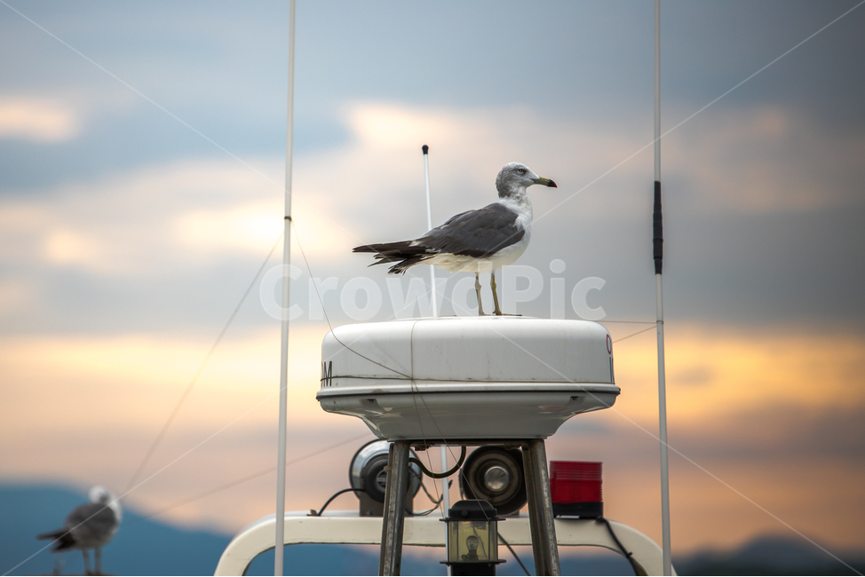 갈매기,노을,앉아있는,앉아있는갈매기,갈매기옆모습,동물,animal,조류,새,birds