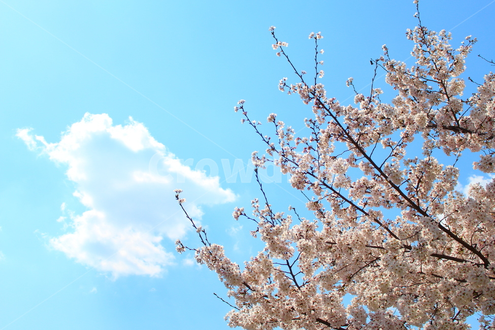 꽃,봄,봄꽃,벚꽃,구름,봄,계절,spring,season,식물,자연,plants,nature,꽃,flower,plant,blossom