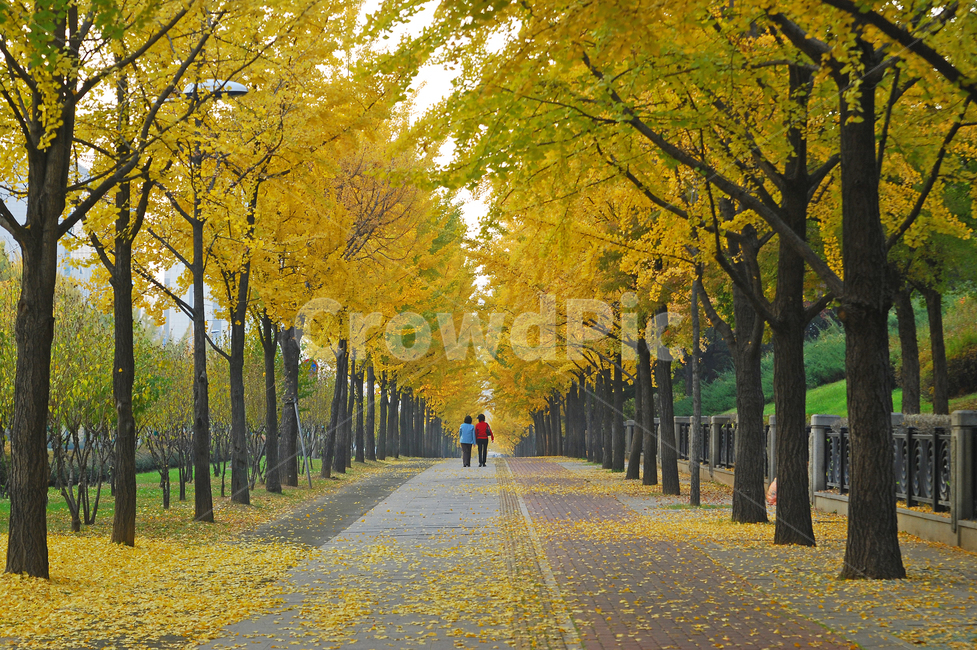 은행나무,단풍,가을,가로수,길,사람,산책,산책로,가을풍경,나무,숲,자연,풍경,계절,거리,한국