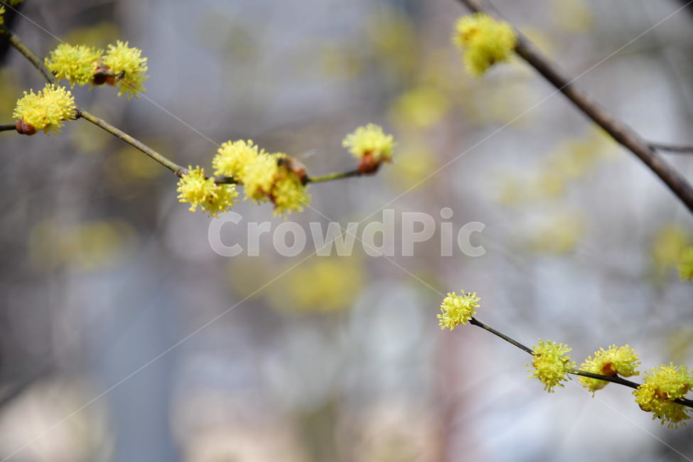 plant,식물,pollen,화분,산수유,노랑,봄