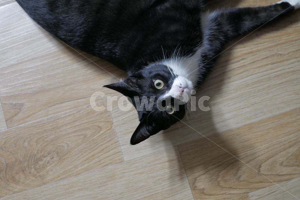 고양이,동물,반려동물,애완동물,cat,pet,동물,animal,포유류,mammal,고양이,cat,kitten,kitty