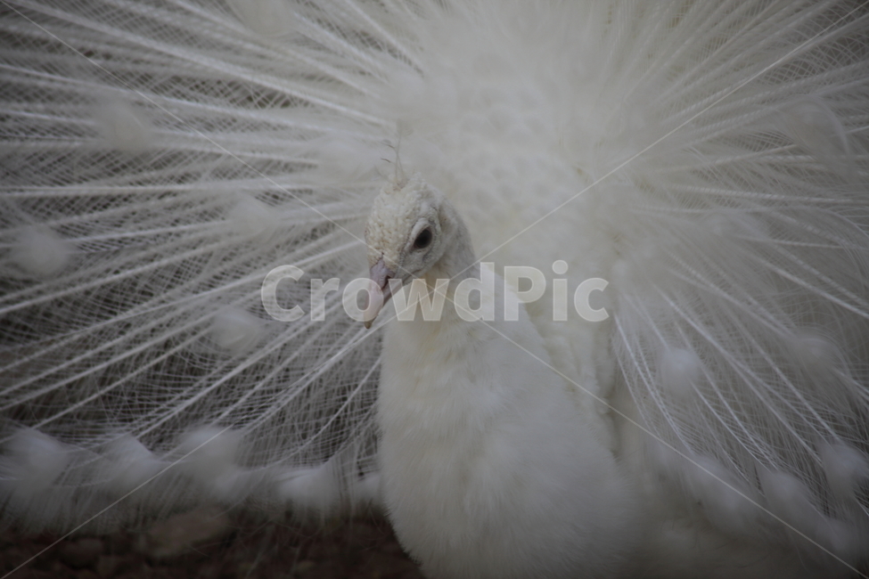 공작,공작새,흰공작,pavocristatus,bird
