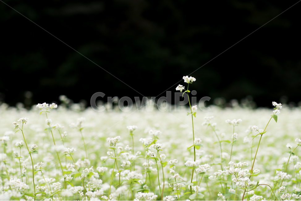 메밀,메밀꽃,메밀밭,봉평메밀,메밀꽃축제,식물,꽃,식물,자연,plants,nature,꽃,flower