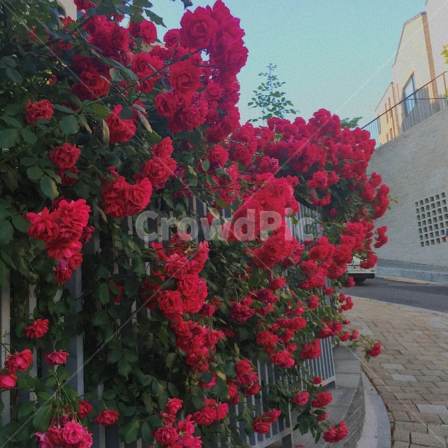 꽃,빨강색,빨간꽃,덩쿨식물,자연,봄,계절,spring,season,식물,자연,plants,nature,꽃,flower,walkway,보도,path,통로,geranium,제라늄,plant,blossom