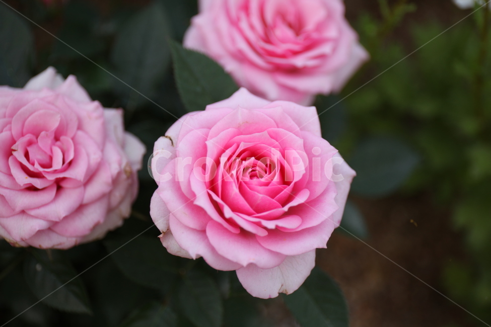 꽃,화훼,플라워,flower,flowergarden