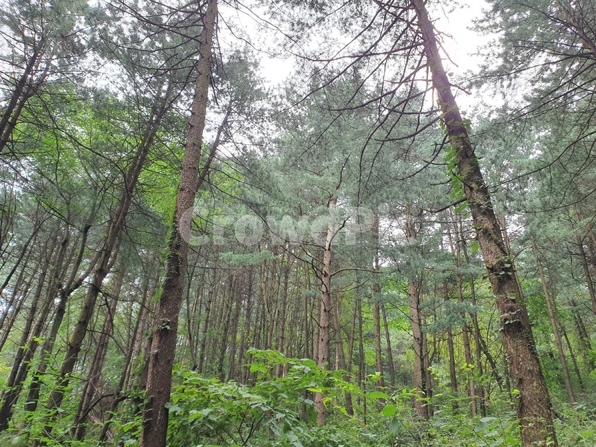 나무,숲,wood,plant,green,자연,풍경,nature,landscape,tree,식물,vegetation,초목