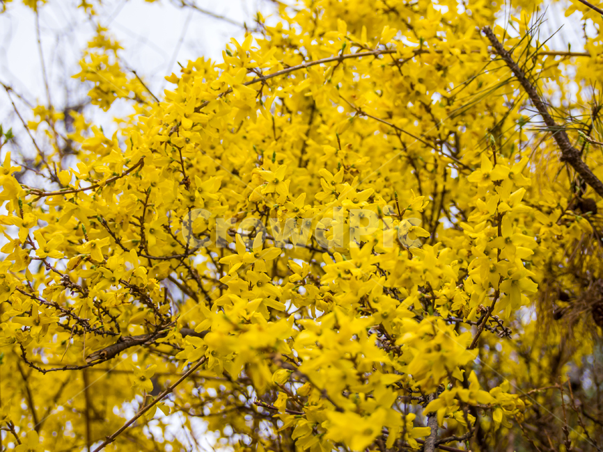 forsythia,개나리,flower,꽃,plant,식물