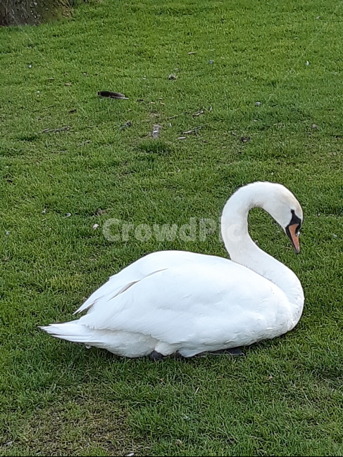 공원,산책,새,백조,자연,동물,animal,조류,새,birds