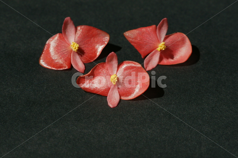 꽃,꽃잎,분홍색,꽃술,분홍꽃잎,식물,자연,plants,nature,꽃,flower