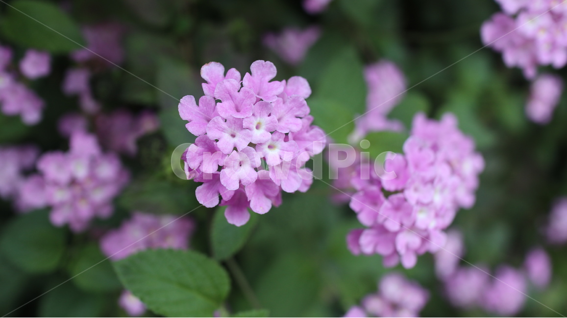 봄꽃,봄,공원,핑크빛,철쭉,꽃,식물,자연,plants,nature,꽃,flower