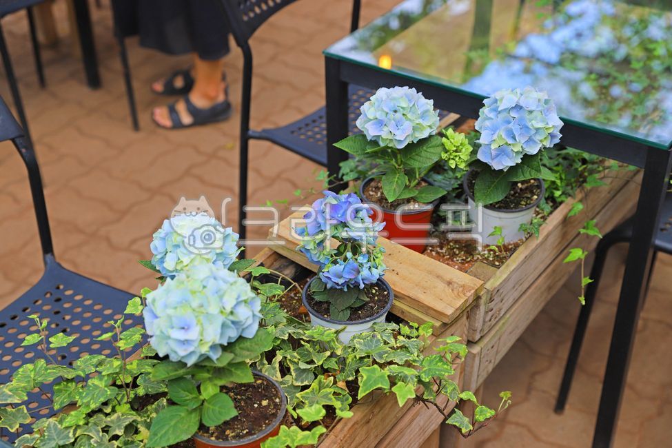 hydrangea flower,Jeju,nature,Hydrangea Festival,jeju island,hydrangea,flower garden,Jeju Island Hydrangea,hydrangea field,flower,pot,Huary,plant,Huary Hydrangea