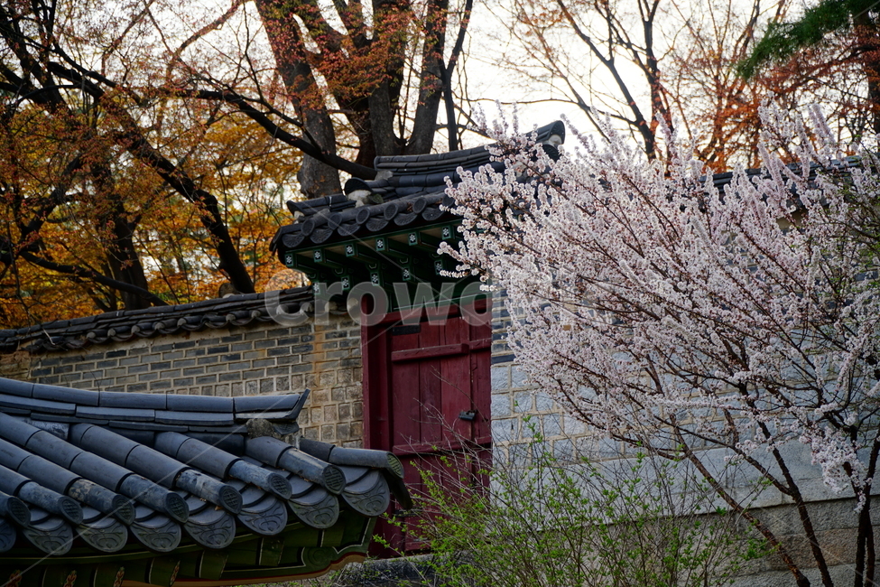창덕궁,한국,korea,대한민국,서울,seoul,고궁,궁전,궁궐,조선,조선시대,조선왕조,왕궁,한옥,한국적인,한국문화,문화,한국전통,전통,문화재,전통문화,지붕,처마,담청,풍경,landscape,자연,nature,봄,봄꽃,spring,4월,april,기와,왕실,palace,changdeokgung,한국자연,한국풍경,나무,tree,벚꽃,매실나무,역사,히스토리,history,한국전통,한국문화,korean traditional,korean culture,건축물,건물외관,exterior,building,structure,architecture,construction
