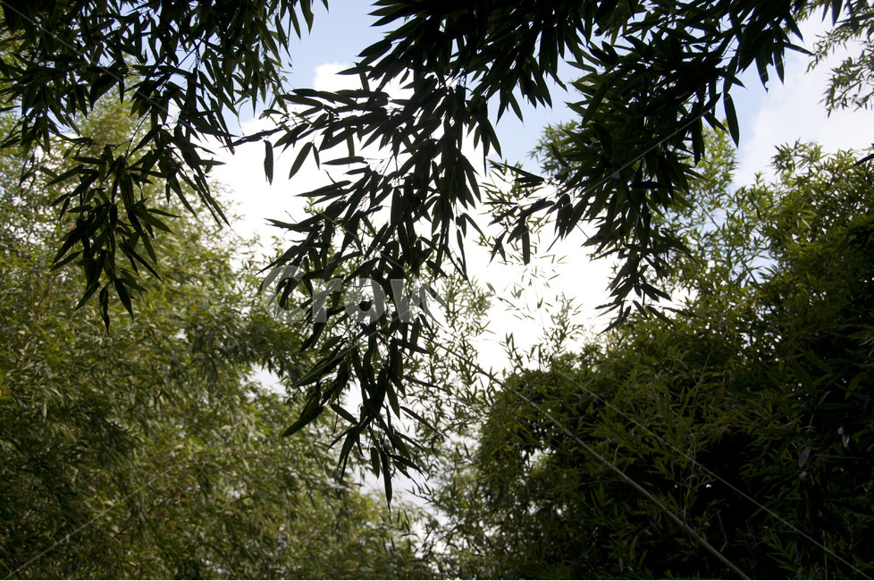 대나무,대나무숲,대나무길,대숲,대나무밭,식물,자연,plants,nature