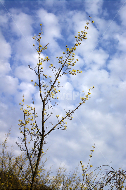산수유,나무,하늘,파란하늘,꽃봉오리,봄,봄날,봄풍경,봄꽃,감성,spring,flower,봄길,산책,봄나들이,식물,꽃,구름,봄,계절,spring,season,식물,자연,plants,nature,나무,trees,wood