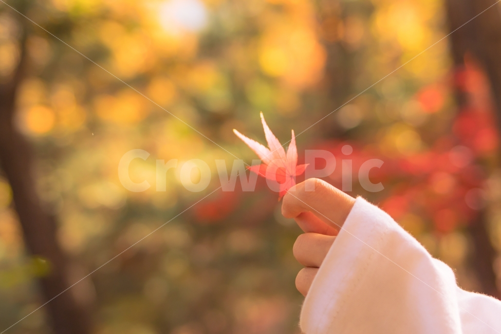 단풍잎,가을,낙엽,단풍나무,감성사진,손,나뭇잎,배경,배경사진,autumn,숲,숲속,보케,시월,10월,노을,sunset,잎,잎사귀,가을,계절,fall,autumn,season,식물,자연,plants,nature,사람,인물,인간,human,person,신체일부,몸,body,감성,sensible,feeling,plant,leaf,tree,나무