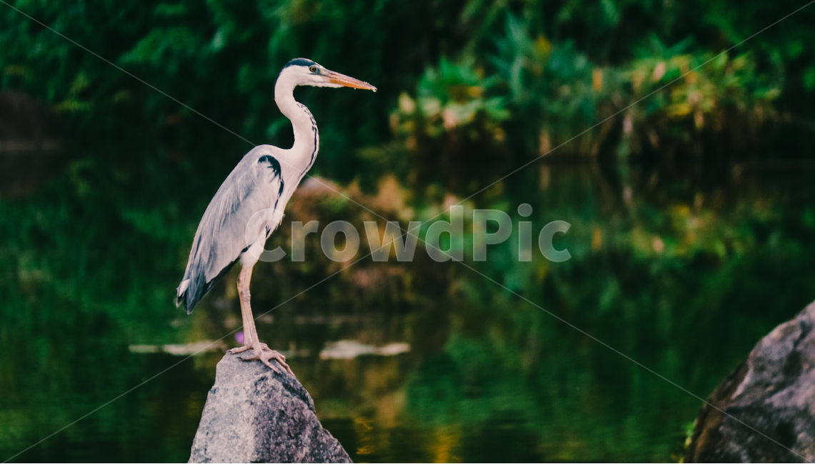 왜가리,새,연못,야생,동물,야생동물,동물,animal,조류,새,birds