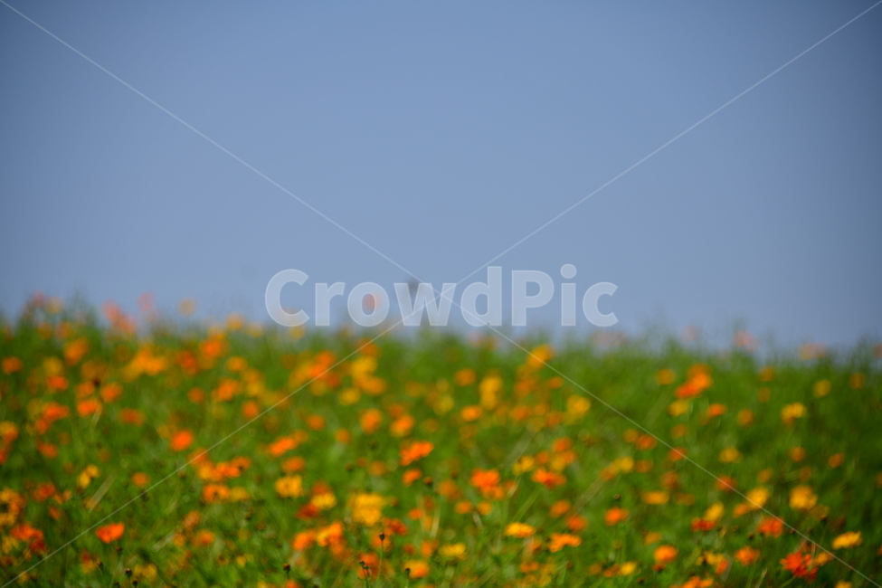 노랑,노란소스모스,가을,자연,코스모스,금계국,flower,plant,꽃,식물,자연,plants,nature,꽃,flower