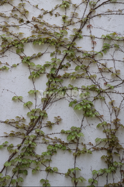 벽,담쟁이넝쿨,그린,봄,사월,어린잎,식물,자연,plants,nature