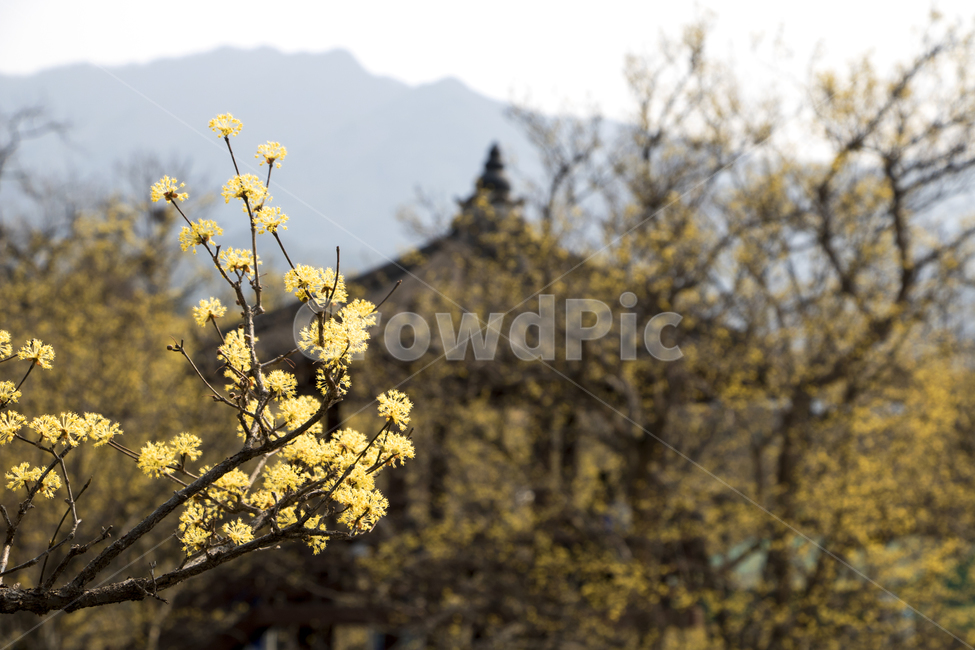 산수유,기와,지붕,봄,나들이,배경,계절,꽃,자연,식물,한국,봄,계절,spring,season,자연,풍경,nature,landscape,plant,blossom,apiaceae,양봉장과,flower