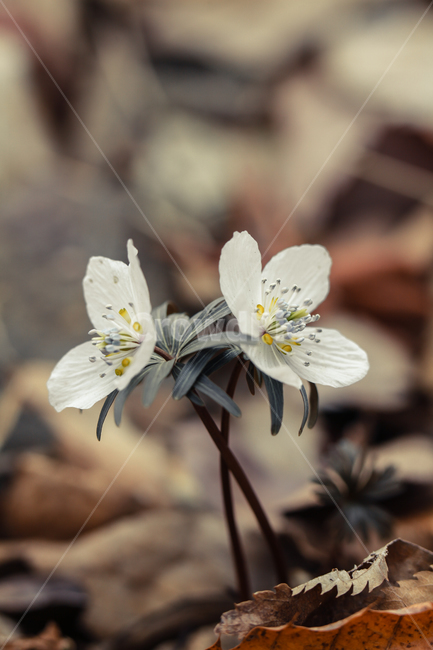 야생화,바람꽃,꽃,봄,식물,flower,plant,식물,자연,plants,nature,꽃,flower
