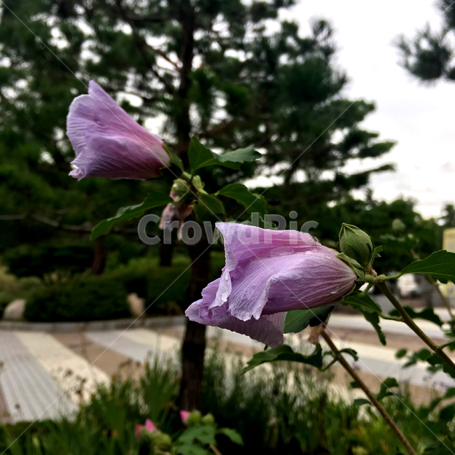 대한민국,무궁화,한국,꽃,분홍색,초록,식물,나라꽃,핑크,flower,plant,green,korea,식물,자연,plants,nature,꽃,flower