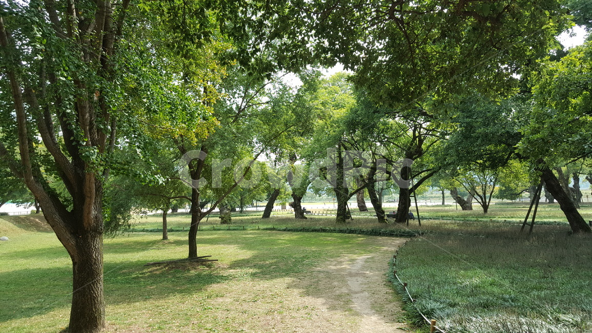 숲,나무,자연,경치,숲속,여유,힐링,자연,풍경,nature,landscape,식물,plants,나무,trees,wood,tree,plant,tree trunk,나무 줄기