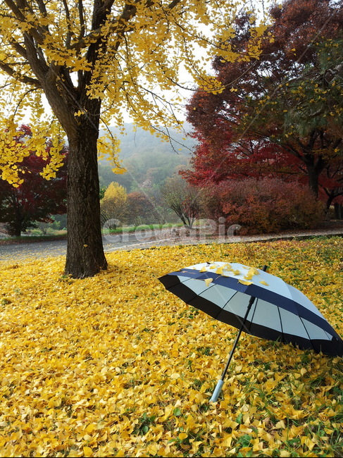 plant,식물,tree,나무,leaf,은행잎,단풍,낙엽,가을,가을,계절,fall,autumn,season